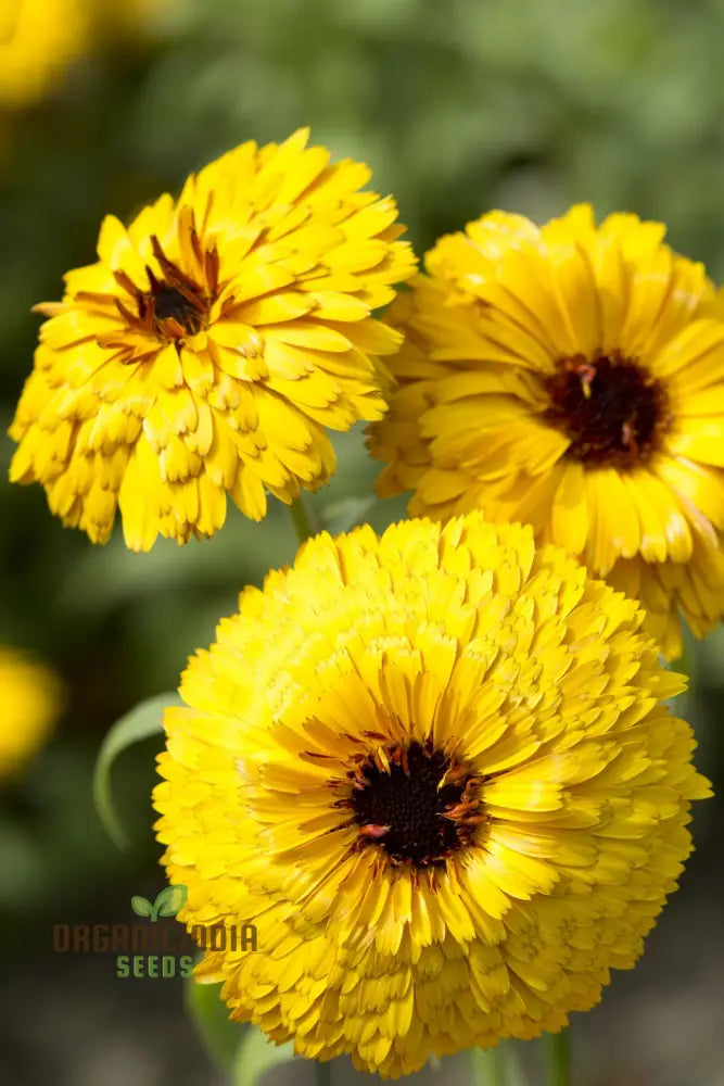 Calendula Officinalis ’Bulls Eye’ Flower Seeds For Planting Ideal Gardening And Vibrant Blooms