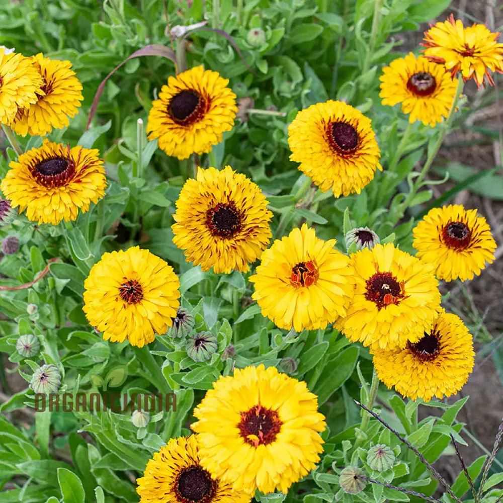 Calendula Officinalis ’Bulls Eye’ Flower Seeds For Planting Ideal Gardening And Vibrant Blooms