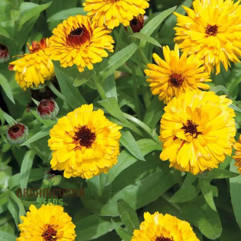 Calendula Officinalis ’Bulls Eye’ Flower Seeds For Planting Ideal Gardening And Vibrant Blooms