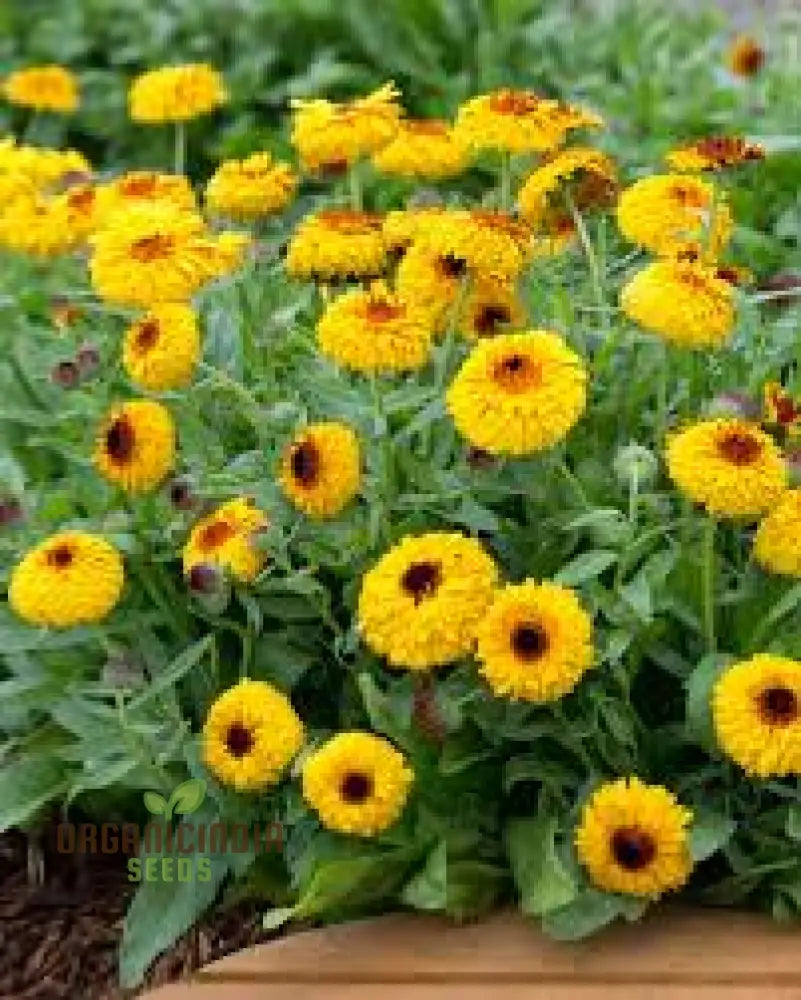 Calendula Officinalis ’Bulls Eye’ Flower Seeds For Planting Ideal Gardening And Vibrant Blooms