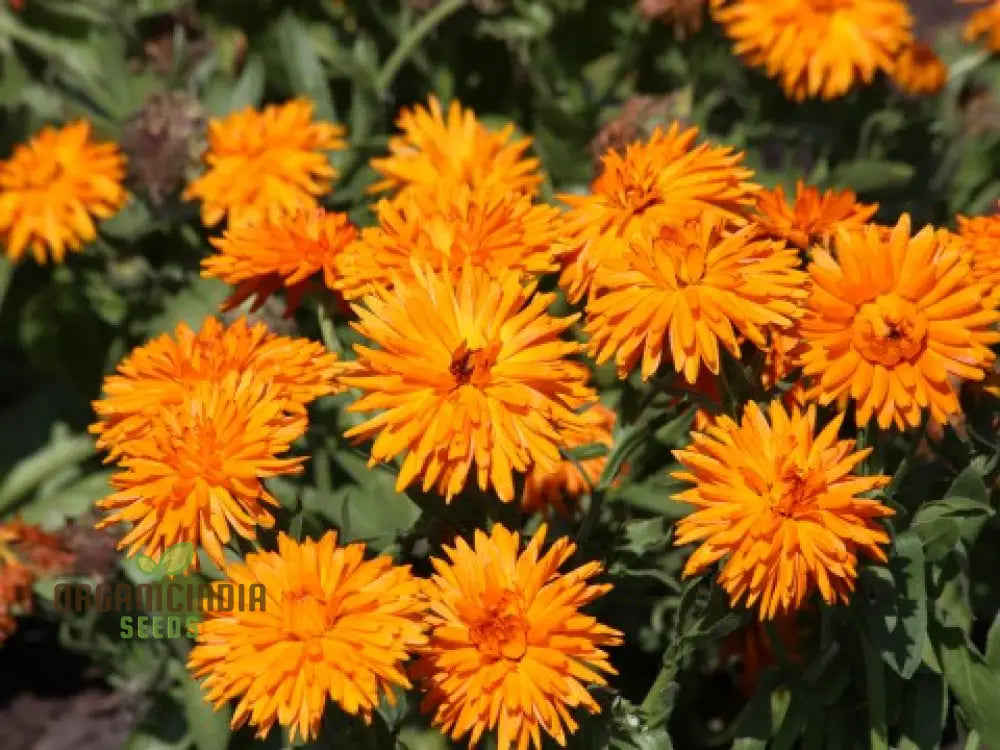 Calendula Officinalis ’Calexis Orange’ Flower Seeds For Planting And Gardening Success