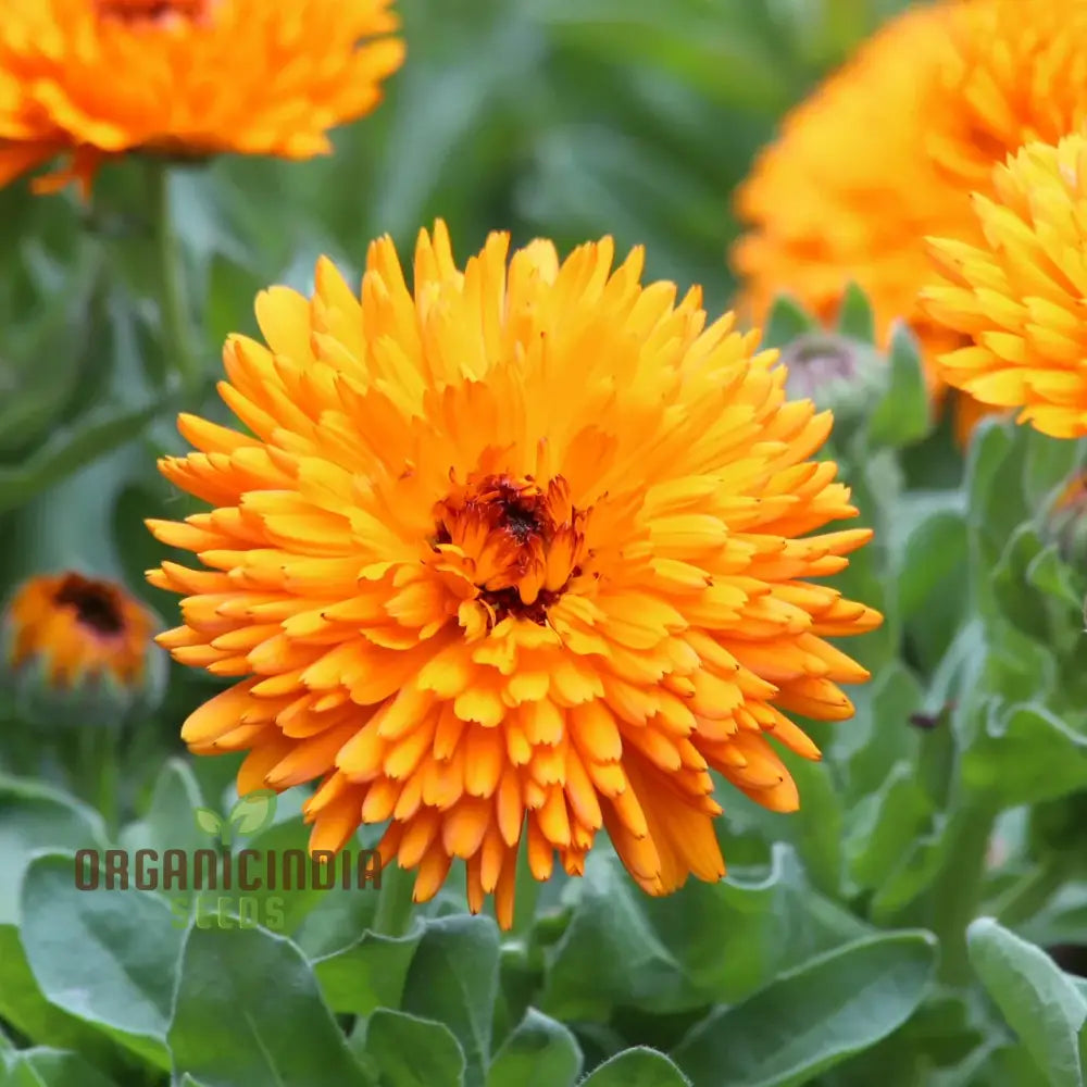 Calendula Officinalis ’Calexis Orange’ Flower Seeds For Planting And Gardening Success