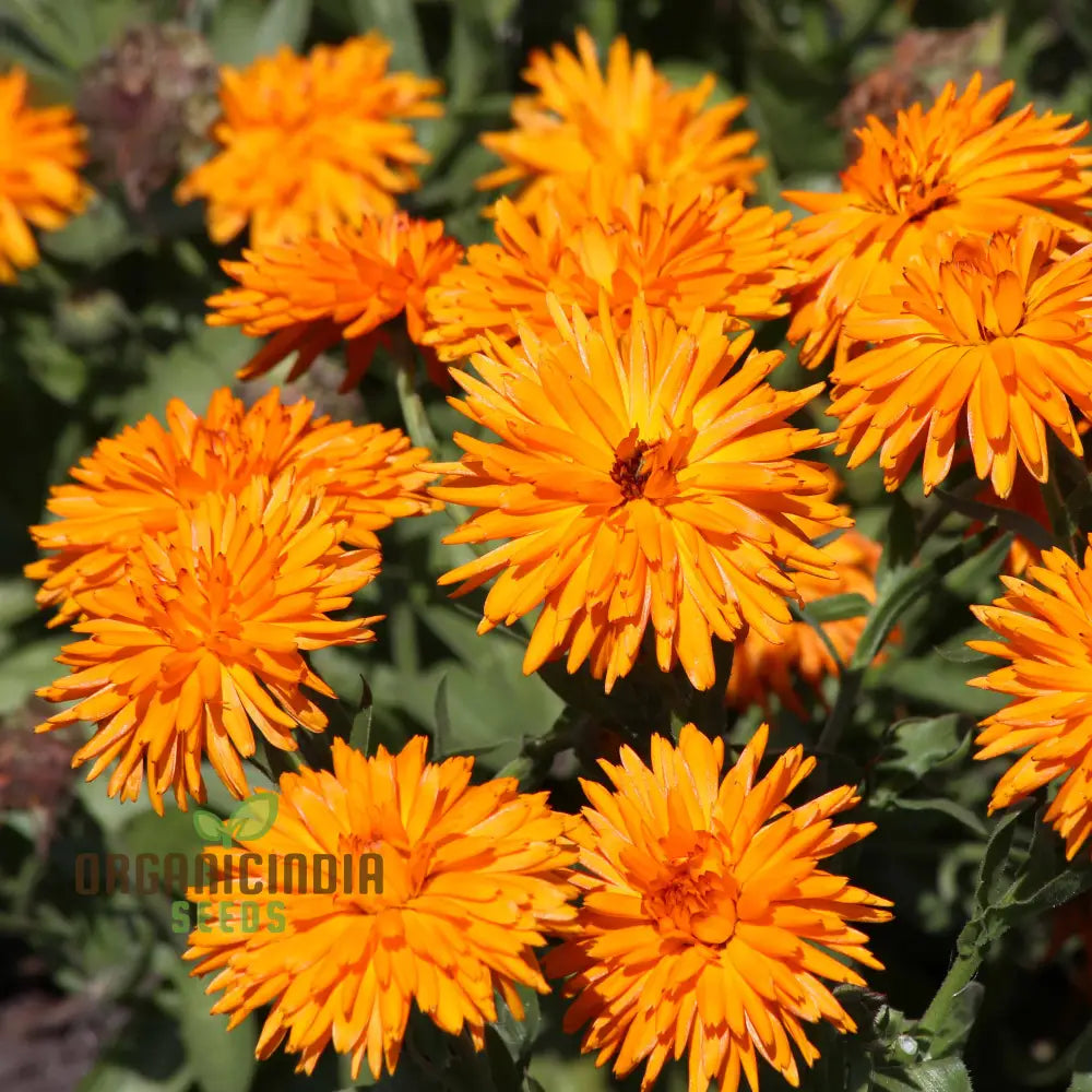 Calendula Officinalis ’Calexis Orange’ Flower Seeds For Planting And Gardening Success