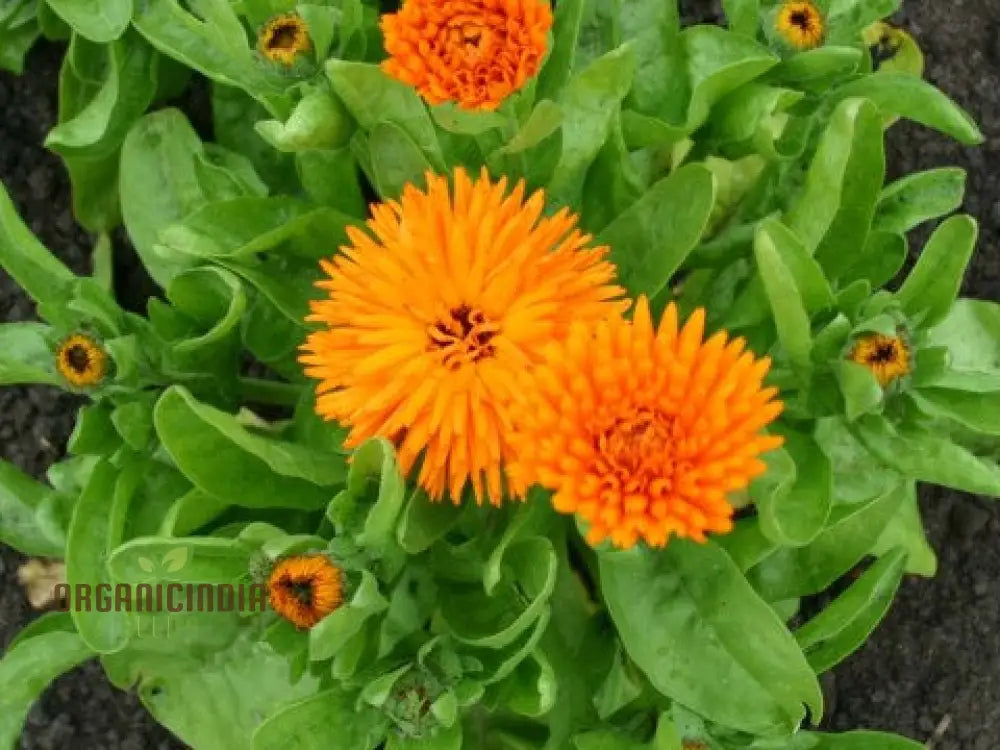 Calendula Officinalis ’Calexis Orange’ Flower Seeds For Planting And Gardening Success