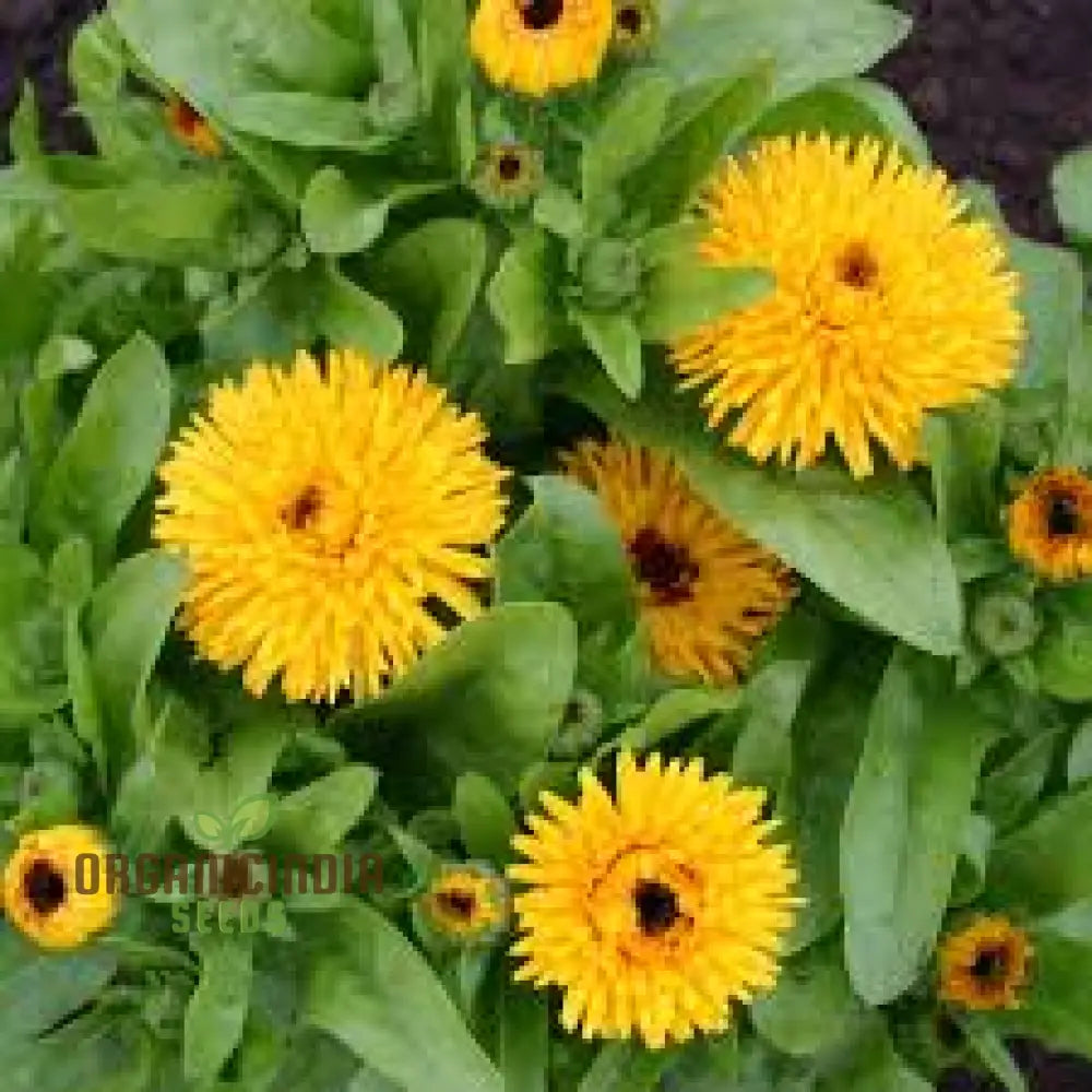 Calendula Officinalis ’Calexis Yellow’ Flower Seeds Perfect For Planting And Gardening Enthusiasts