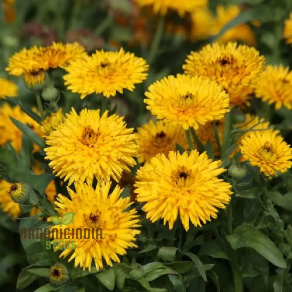 Calendula Officinalis ’Calexis Yellow’ Flower Seeds Perfect For Planting And Gardening Enthusiasts