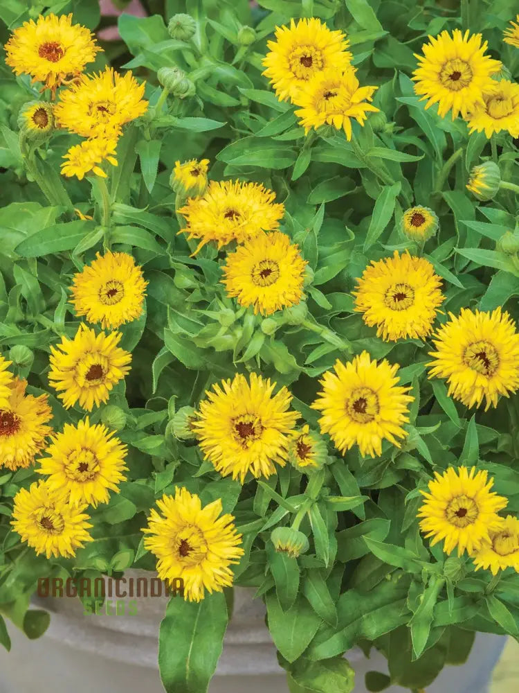 Calendula Officinalis ’Calexis Yellow’ Flower Seeds Perfect For Planting And Gardening Enthusiasts