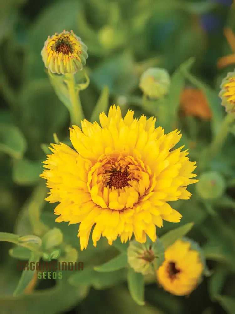 Calendula Officinalis ’Calexis Yellow’ Flower Seeds Perfect For Planting And Gardening Enthusiasts