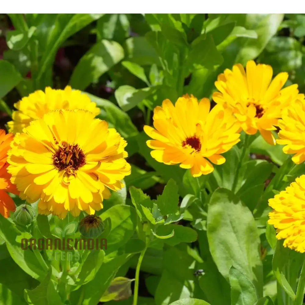 Calendula Officinalis Fiesta Gitana Mix Seeds For Gardening Enthusiasts | Colorful Flower Vibrant