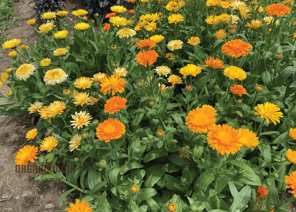 Calendula Officinalis Fiesta Gitana Mix Seeds For Gardening Enthusiasts | Colorful Flower Vibrant