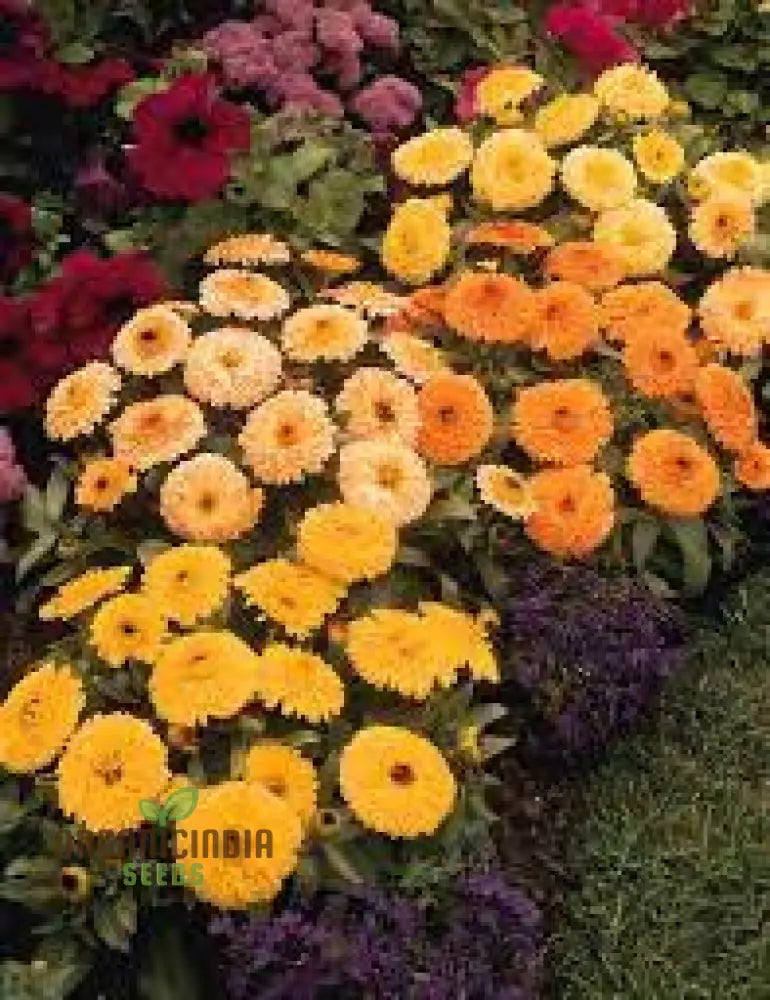 Calendula Officinalis Fiesta Gitana Mix Seeds For Gardening Enthusiasts | Colorful Flower Vibrant