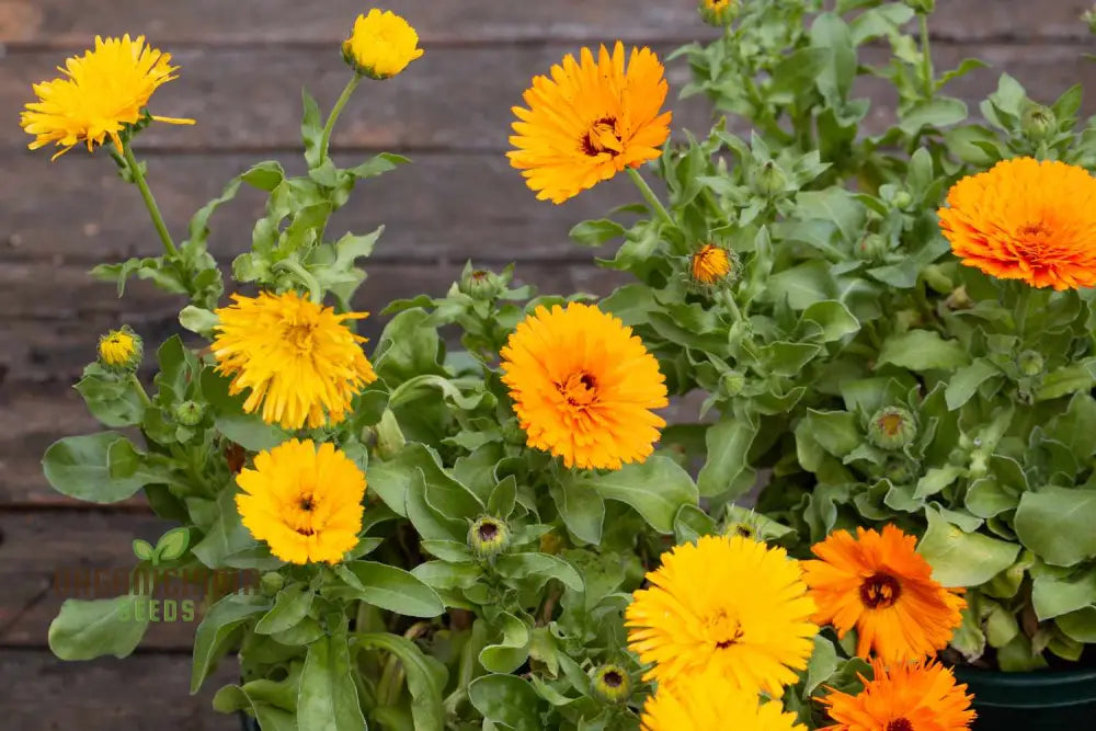 Calendula Officinalis Fiesta Gitana Mix Seeds For Gardening Enthusiasts | Colorful Flower Vibrant