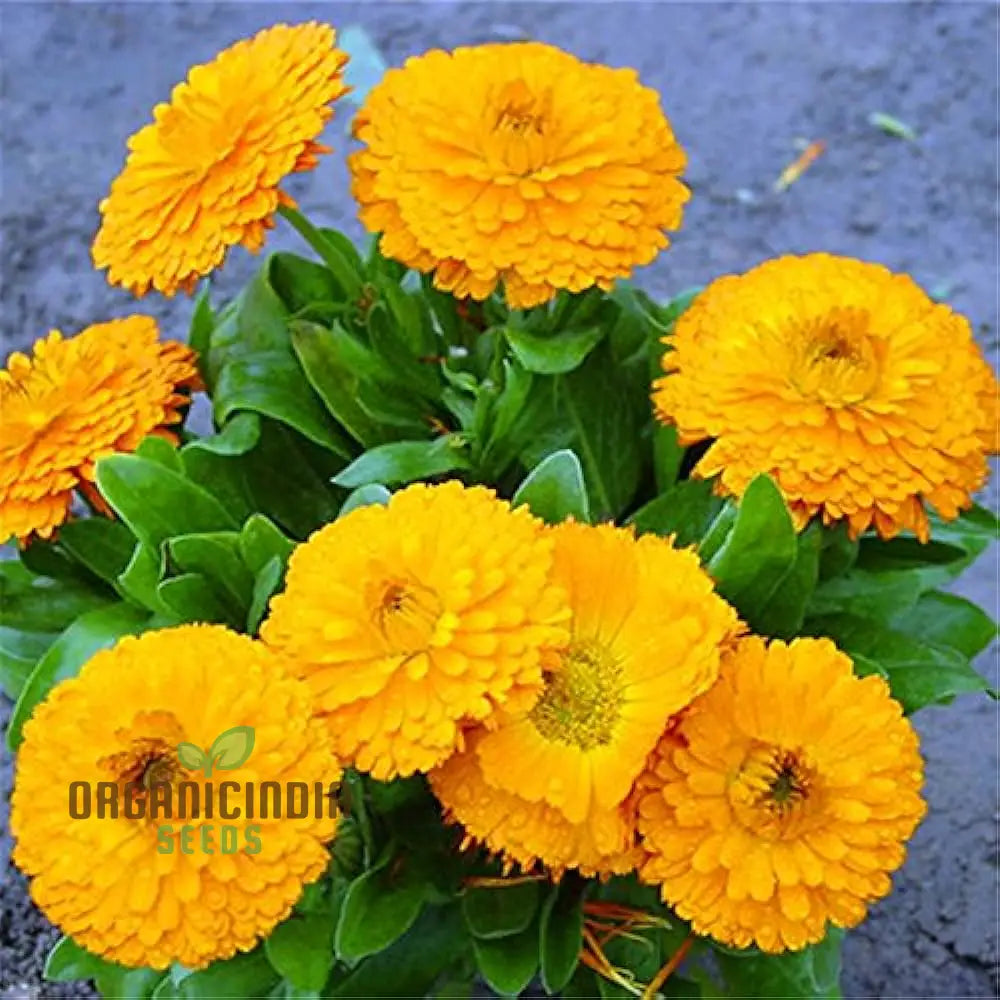 Calendula Officinalis ’Fiesta Gitana’ Mixed Flower Seeds For Planting And Vibrant Garden Displays