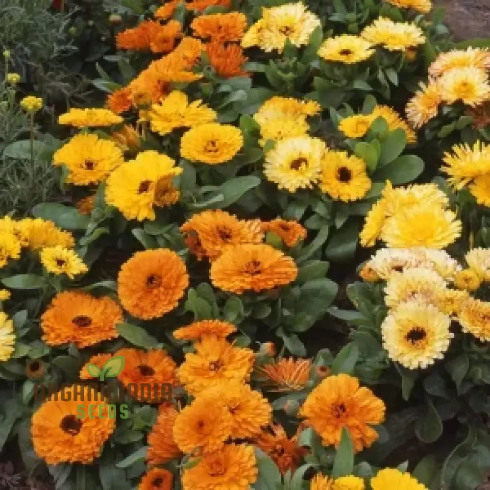 Calendula Officinalis ’Fiesta Gitana’ Mixed Flower Seeds For Planting And Vibrant Garden Displays