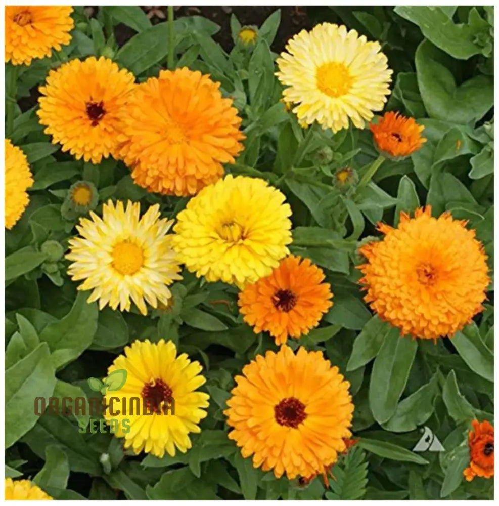 Calendula Officinalis ’Fiesta Gitana’ Mixed Flower Seeds For Planting And Vibrant Garden Displays