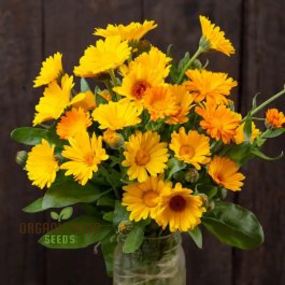 Calendula Officinalis ’Fiesta Gitana’ Mixed Flower Seeds For Planting And Vibrant Garden Displays