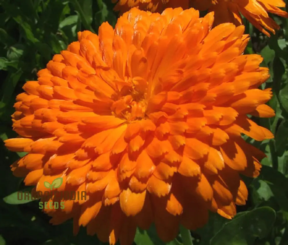 Calendula Officinalis ’Pacific Beauty Orange’ Flower Seeds Ideal For Planting And Brightening