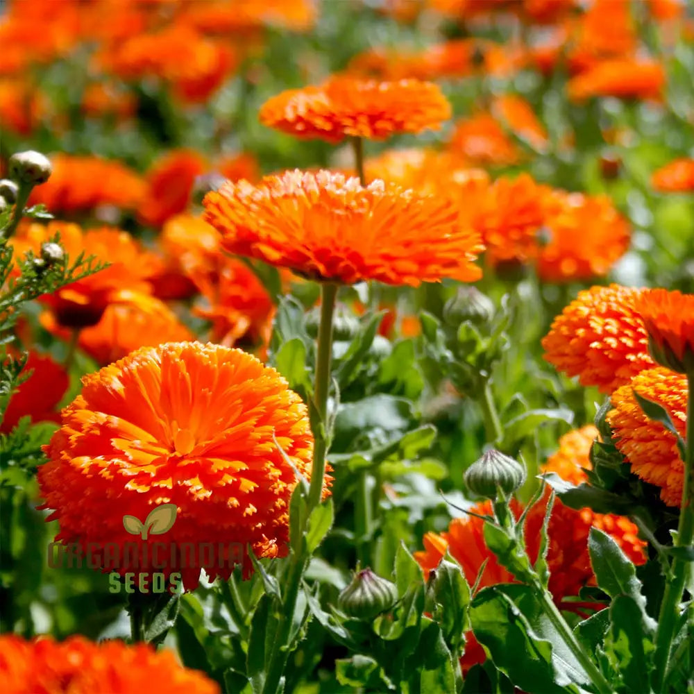 Calendula Officinalis ’Pacific Beauty Orange’ Flower Seeds Ideal For Planting And Brightening