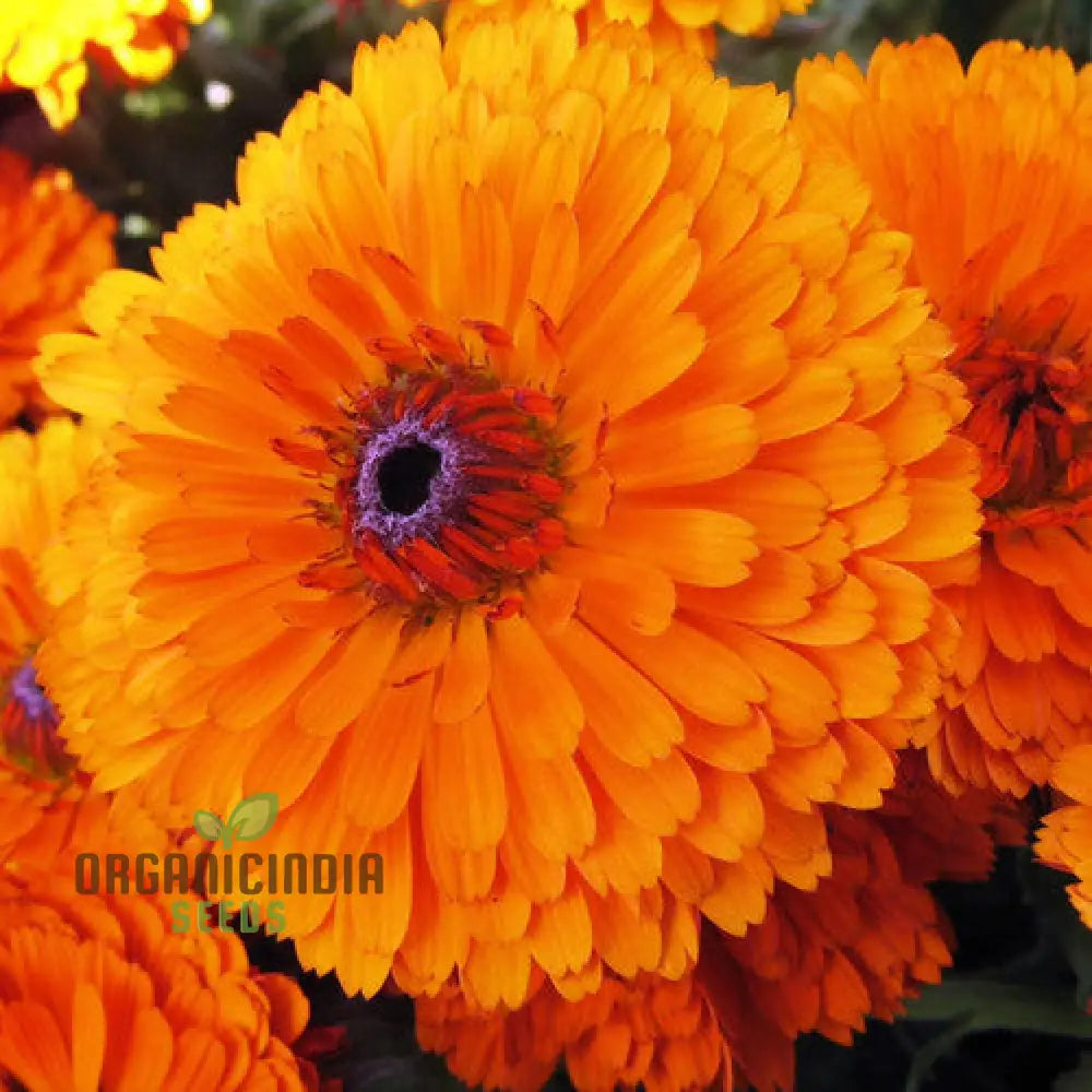 Calendula Officinalis ’Pacific Beauty Orange’ Flower Seeds Ideal For Planting And Brightening