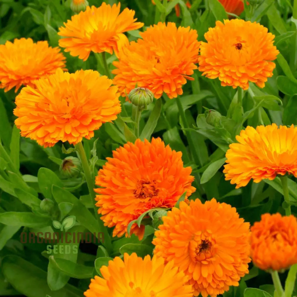 Calendula Officinalis ’Pacific Beauty Orange’ Flower Seeds Ideal For Planting And Brightening