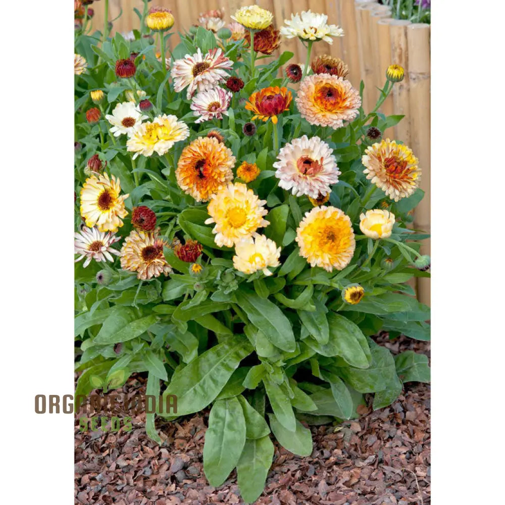 Calendula Officinalis ’Playtime Mix’ Flower Seeds For Planting Perfect Planting And Colorful