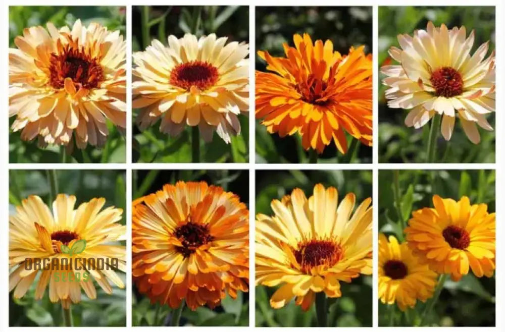 Calendula Officinalis ’Playtime Mix’ Flower Seeds For Planting Perfect Planting And Colorful