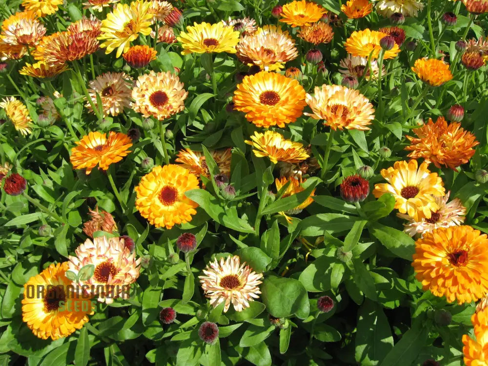 Calendula Officinalis ’Playtime Mix’ Flower Seeds For Planting Perfect Planting And Colorful