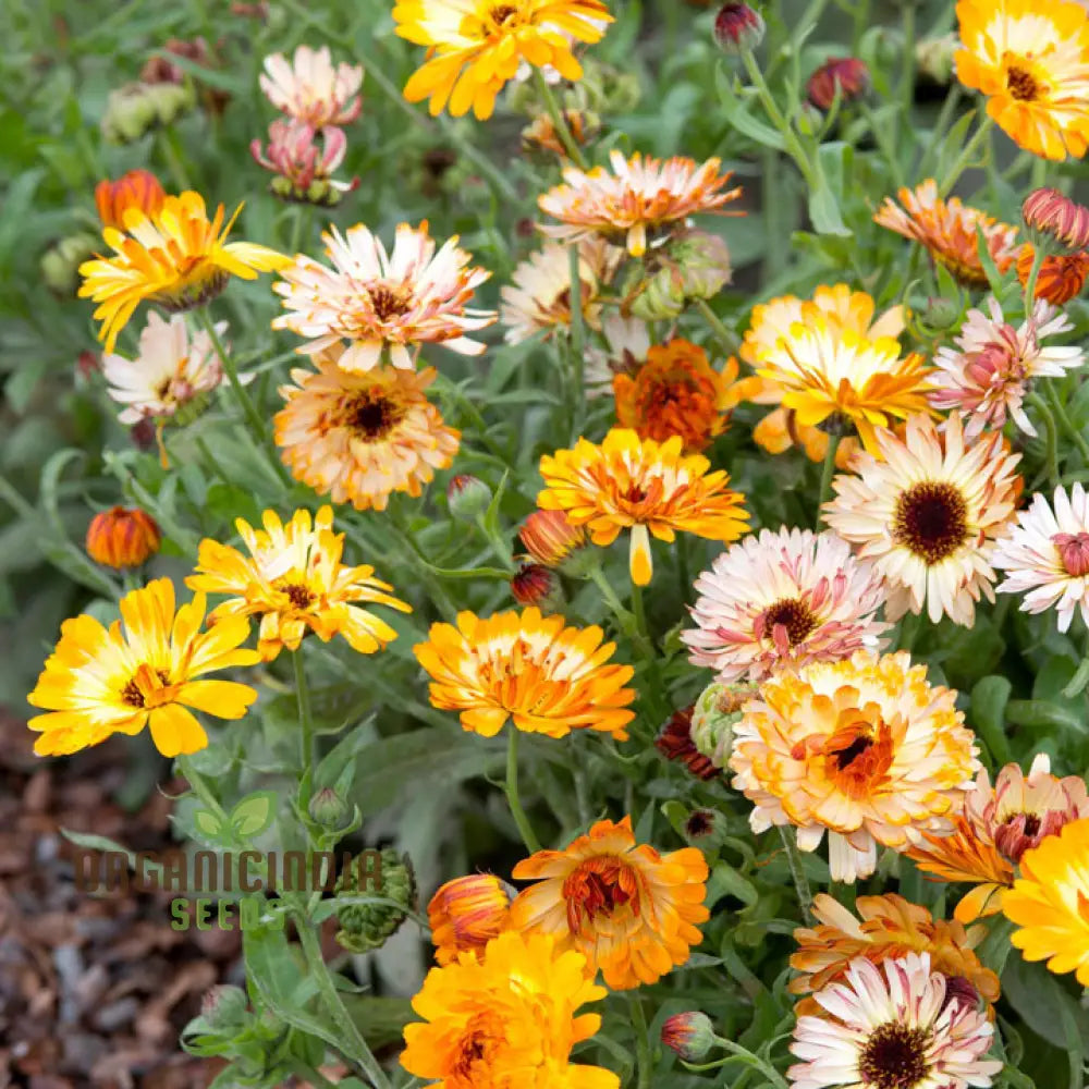 Calendula Officinalis ’Playtime Mix’ Flower Seeds For Planting Perfect Planting And Colorful