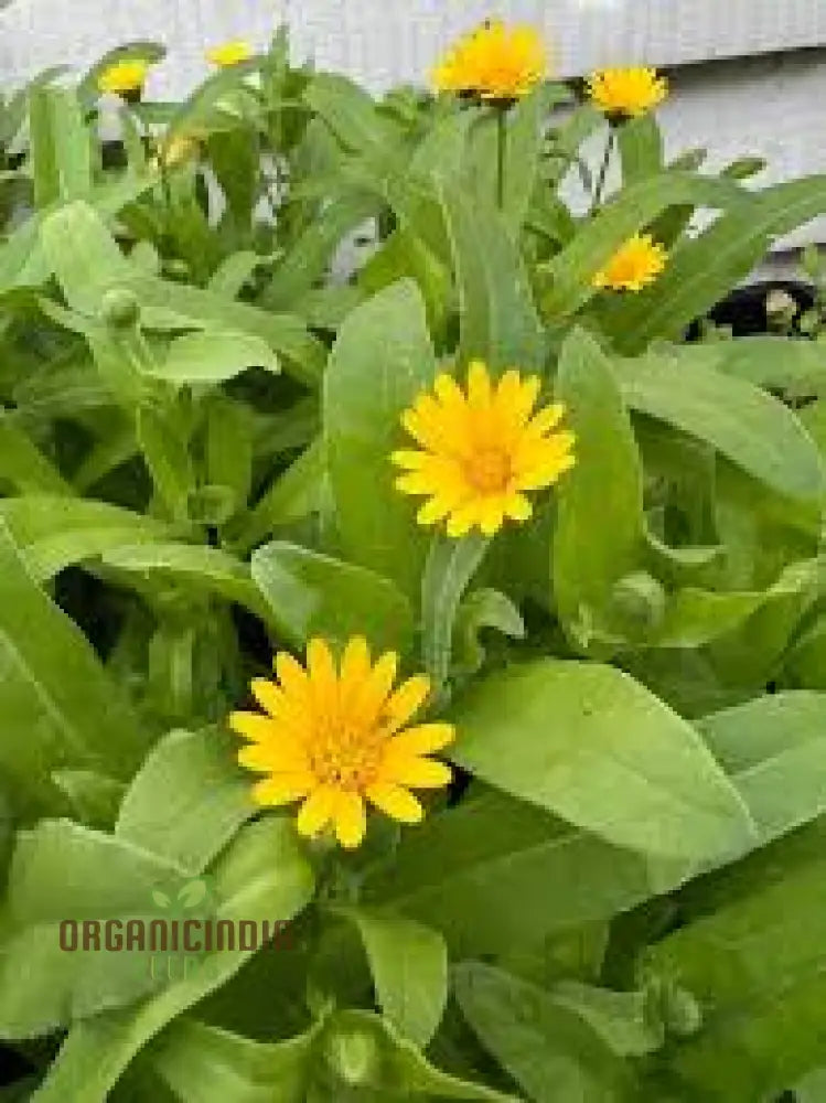 Calendula Officinalis ’Wintersun’ Flower Seeds Enhance Your Garden With Vibrant Blooms