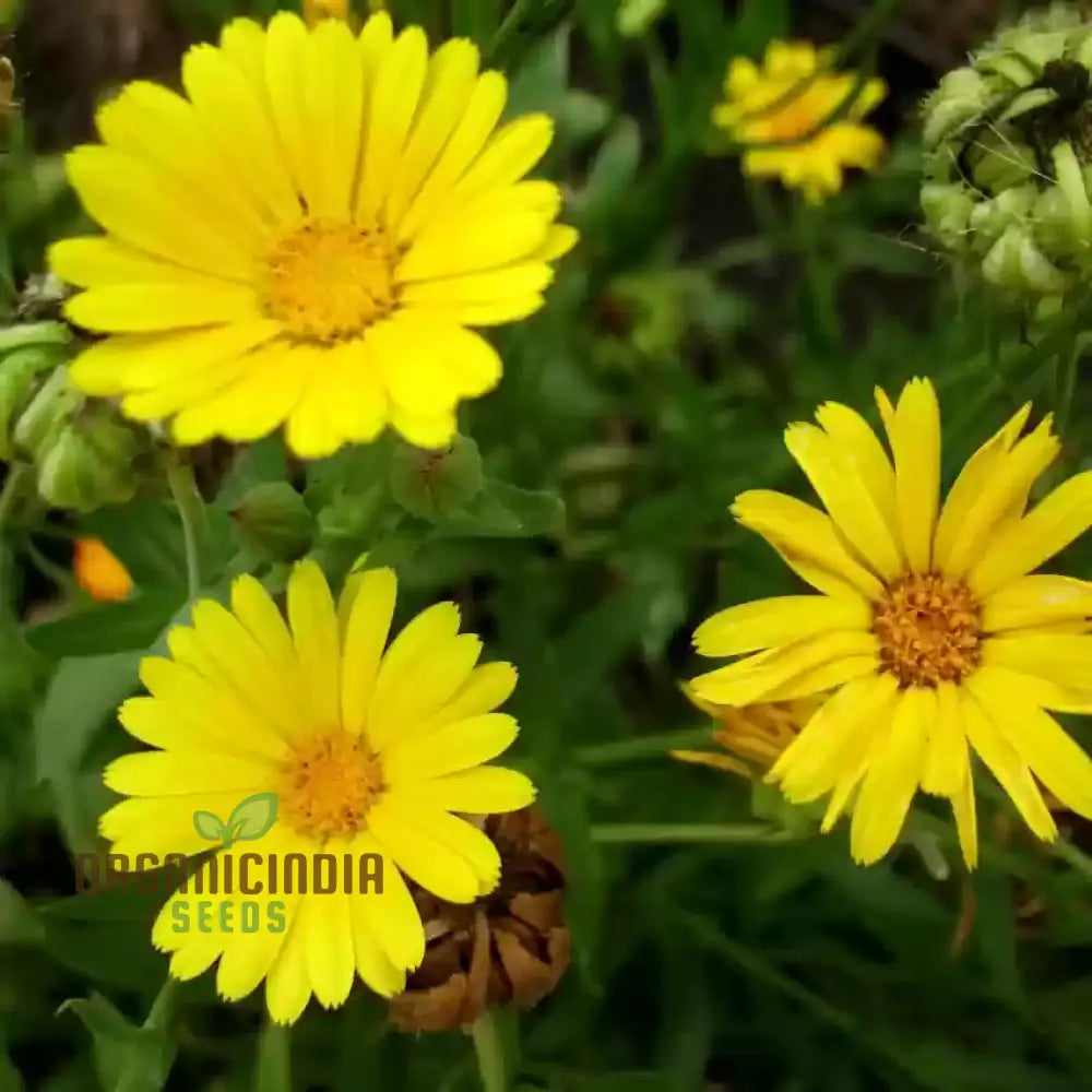 Calendula Officinalis ’Wintersun’ Flower Seeds Enhance Your Garden With Vibrant Blooms