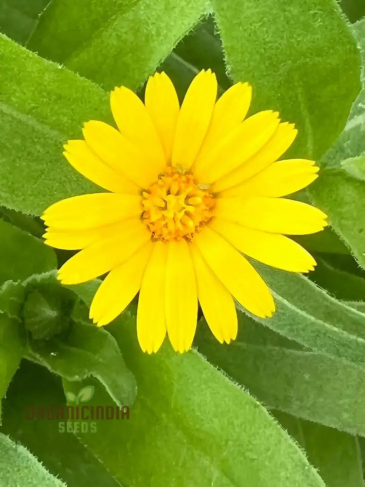 Calendula Officinalis ’Wintersun’ Flower Seeds Enhance Your Garden With Vibrant Blooms