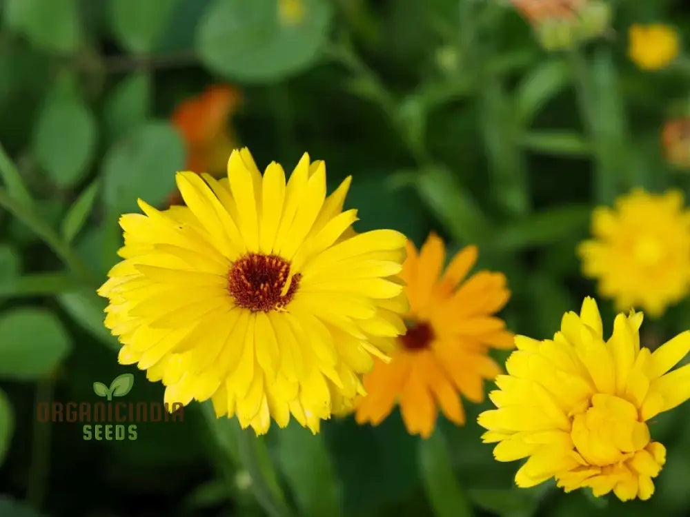 Calendula Officinalis ’Wintersun’ Flower Seeds Enhance Your Garden With Vibrant Blooms