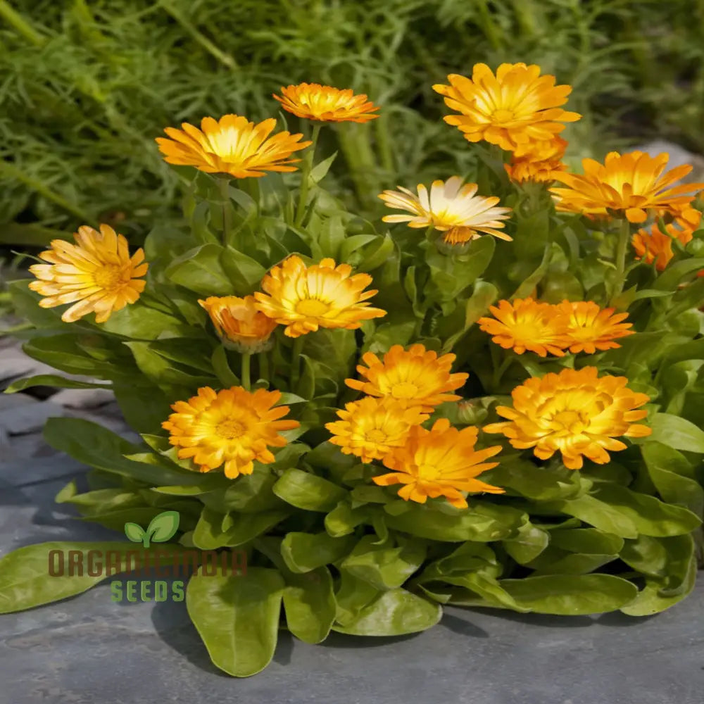 Calendula ’Oopsy Daisy’ Seeds – Elevate Your Gardening Experience With Cheerful Blooms And