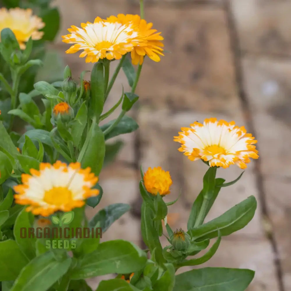 Calendula ’Oopsy Daisy’ Seeds – Elevate Your Gardening Experience With Cheerful Blooms And