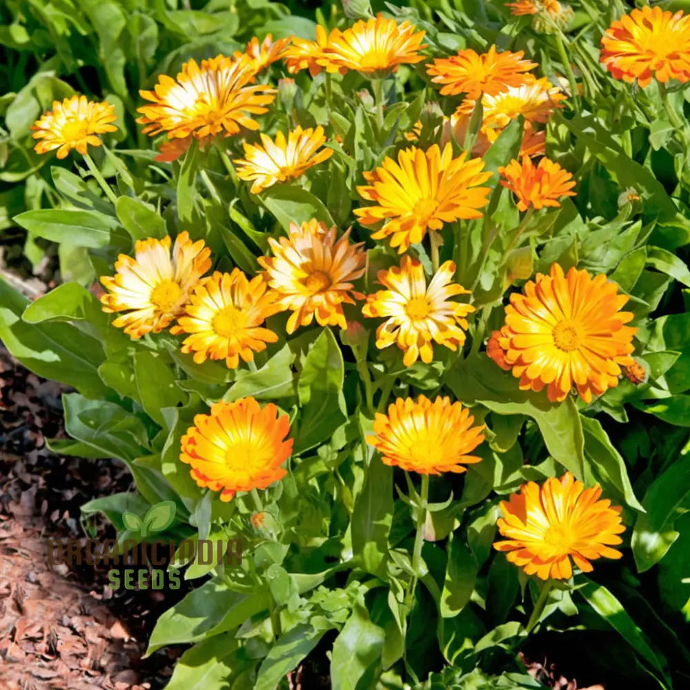 Calendula ’Oopsy Daisy’ Seeds – Elevate Your Gardening Experience With Cheerful Blooms And