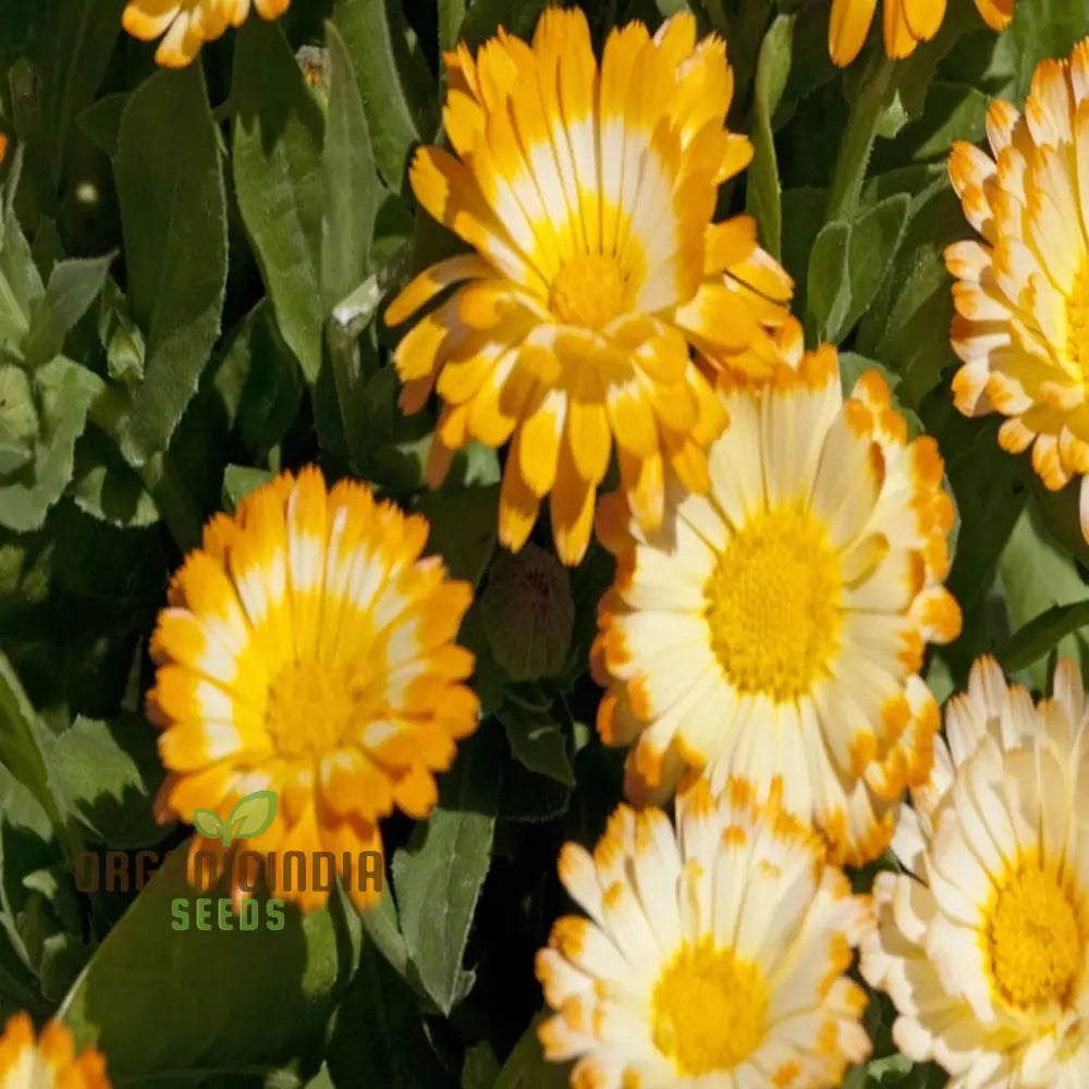 Calendula ’Oopsy Daisy’ Seeds – Elevate Your Gardening Experience With Cheerful Blooms And