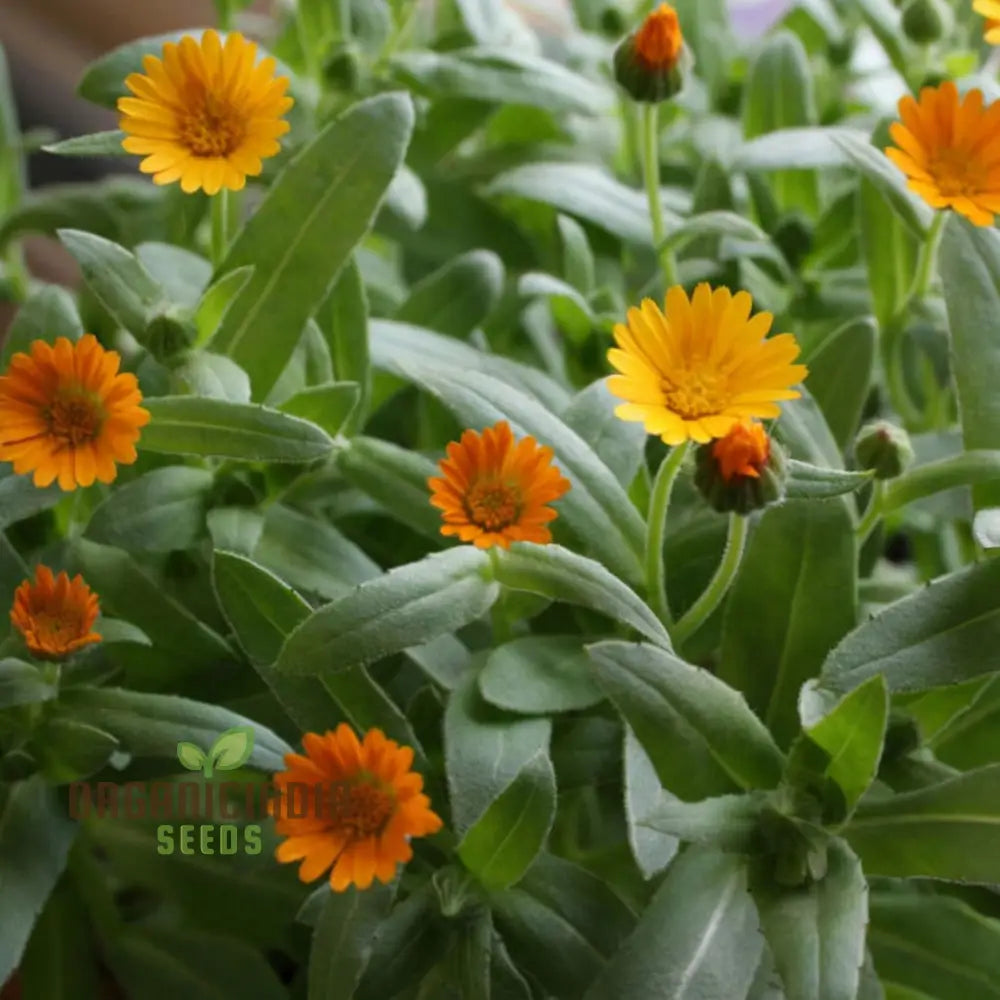 Calendula ’Winter Sun’ Seeds For A Burst Of Color In Your Garden – Elevate Gardening