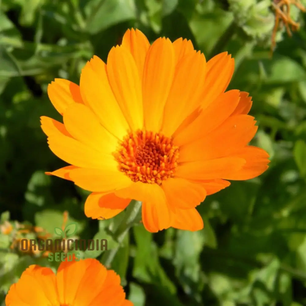 Calendula ’Winter Sun’ Seeds For A Burst Of Color In Your Garden – Elevate Gardening