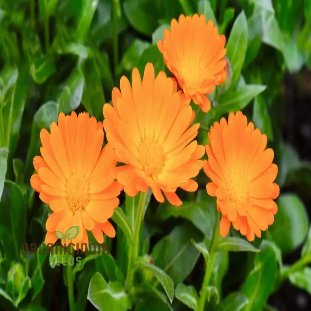 Calendula ’Winter Sun’ Seeds For A Burst Of Color In Your Garden – Elevate Gardening