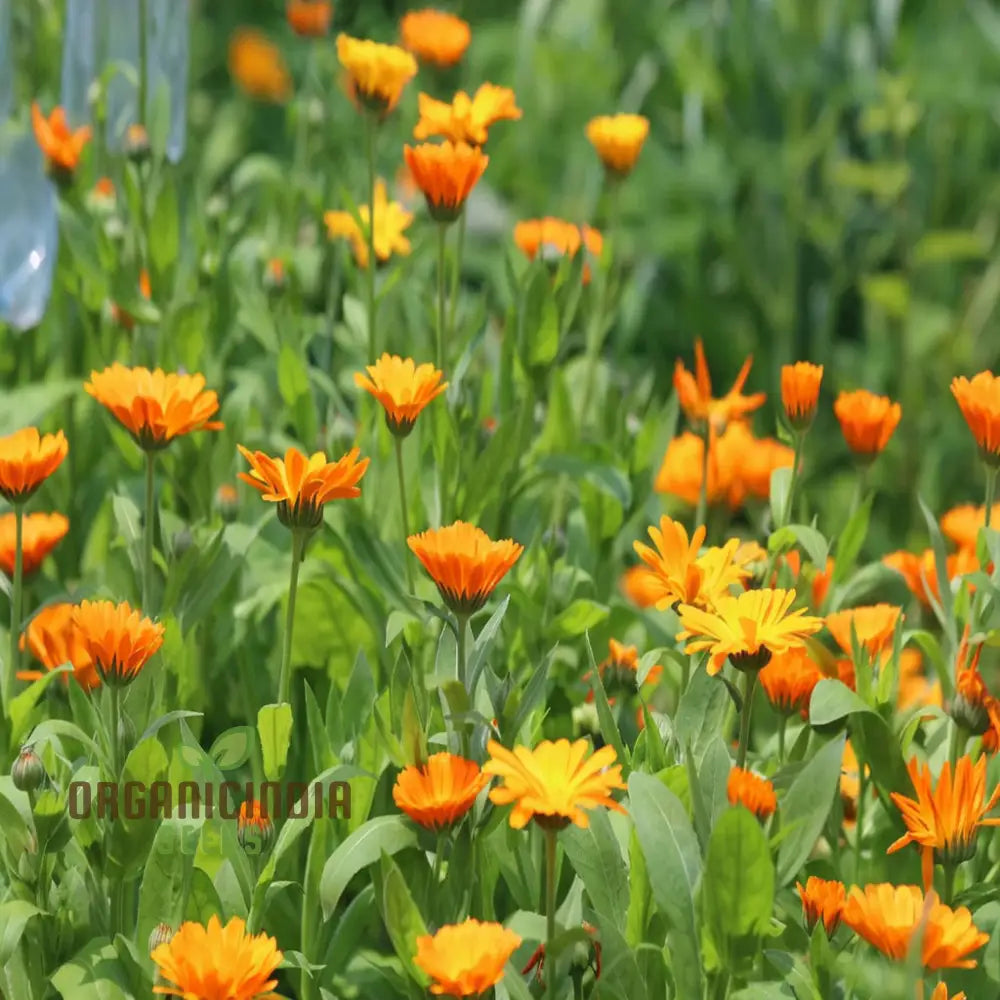 Calendula ’Winter Sun’ Seeds For A Burst Of Color In Your Garden – Elevate Gardening