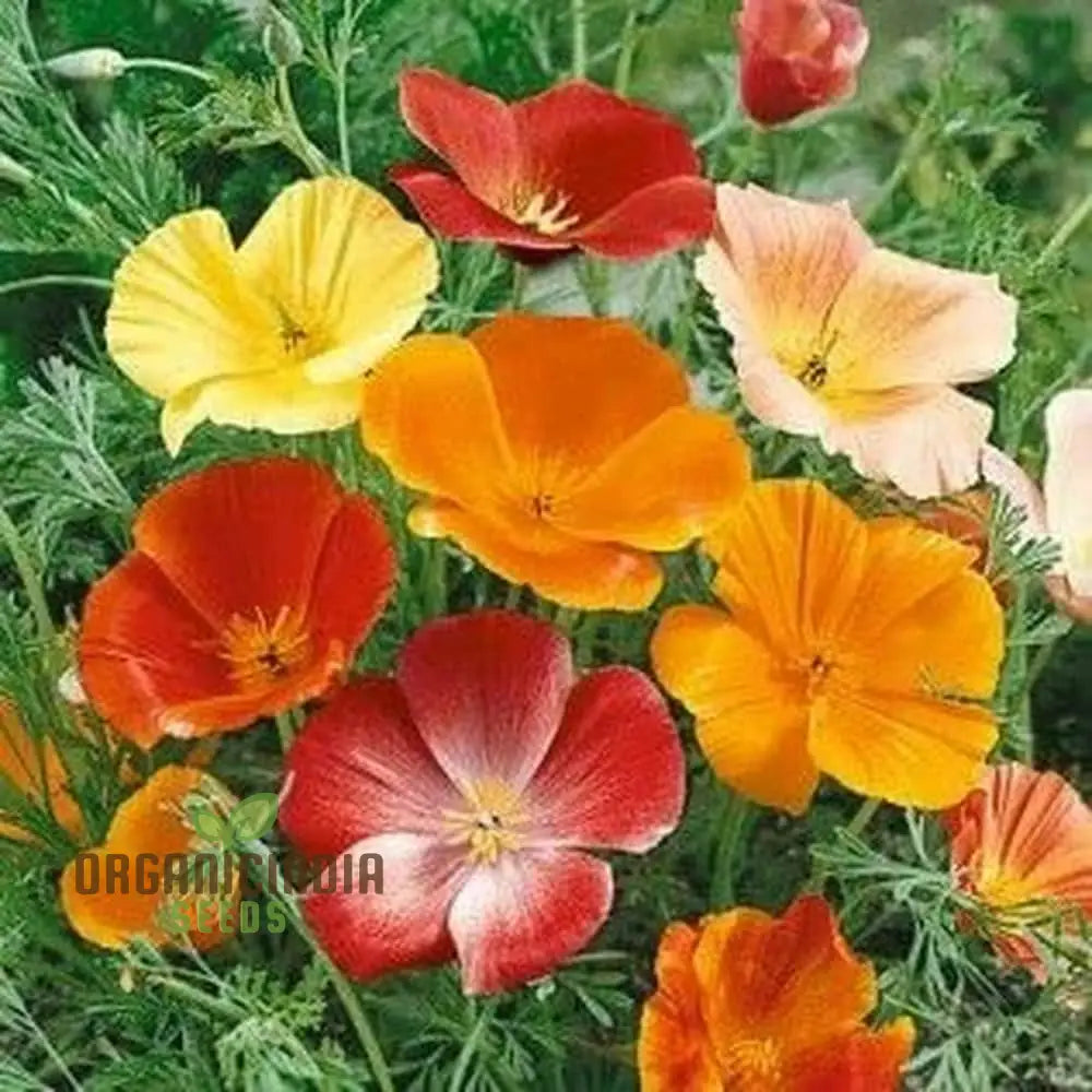 California Poppy Mix Flower Seeds For Planting Diverse Blend For Vibrant Garden Displays