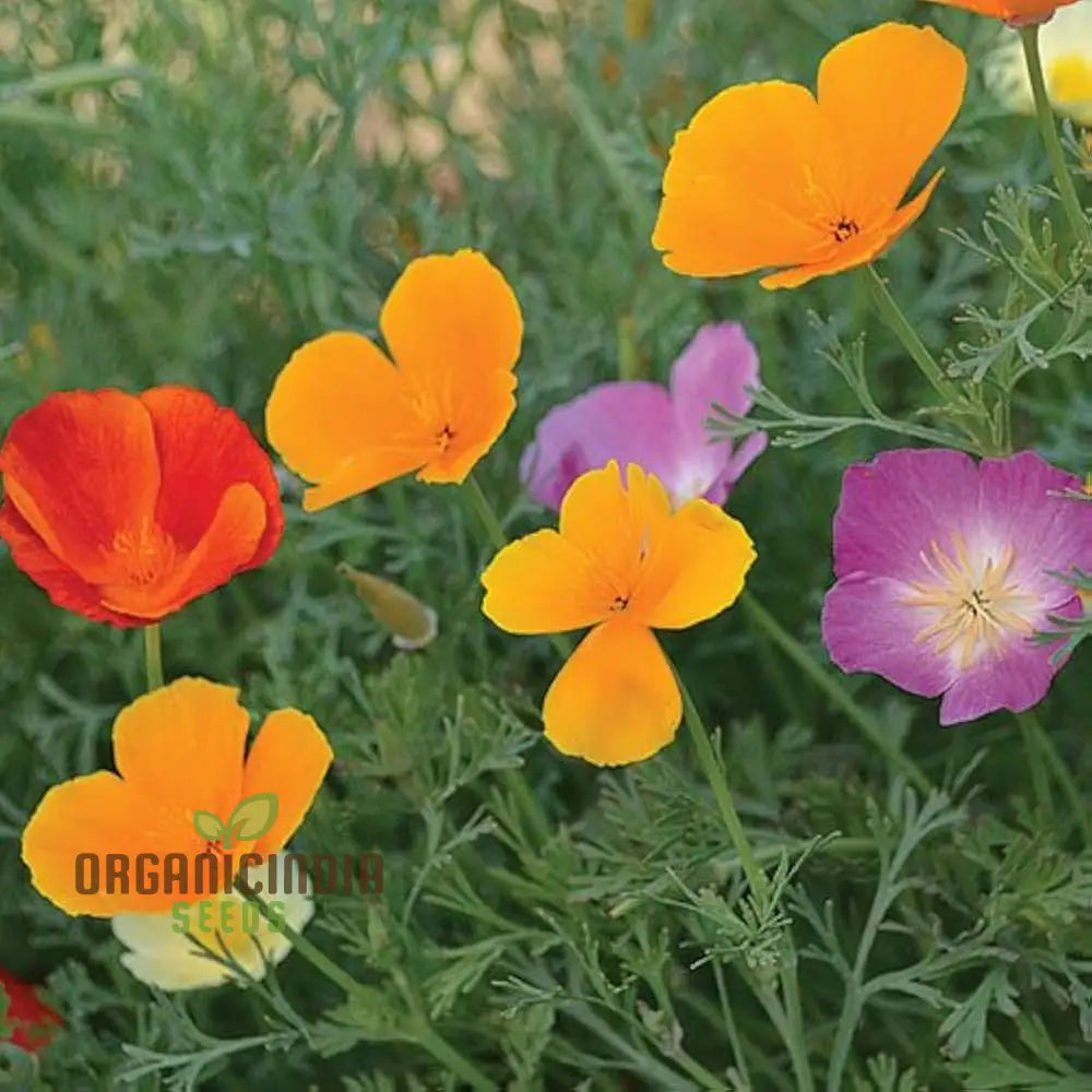 California Poppy Mix Flower Seeds For Planting Diverse Blend For Vibrant Garden Displays