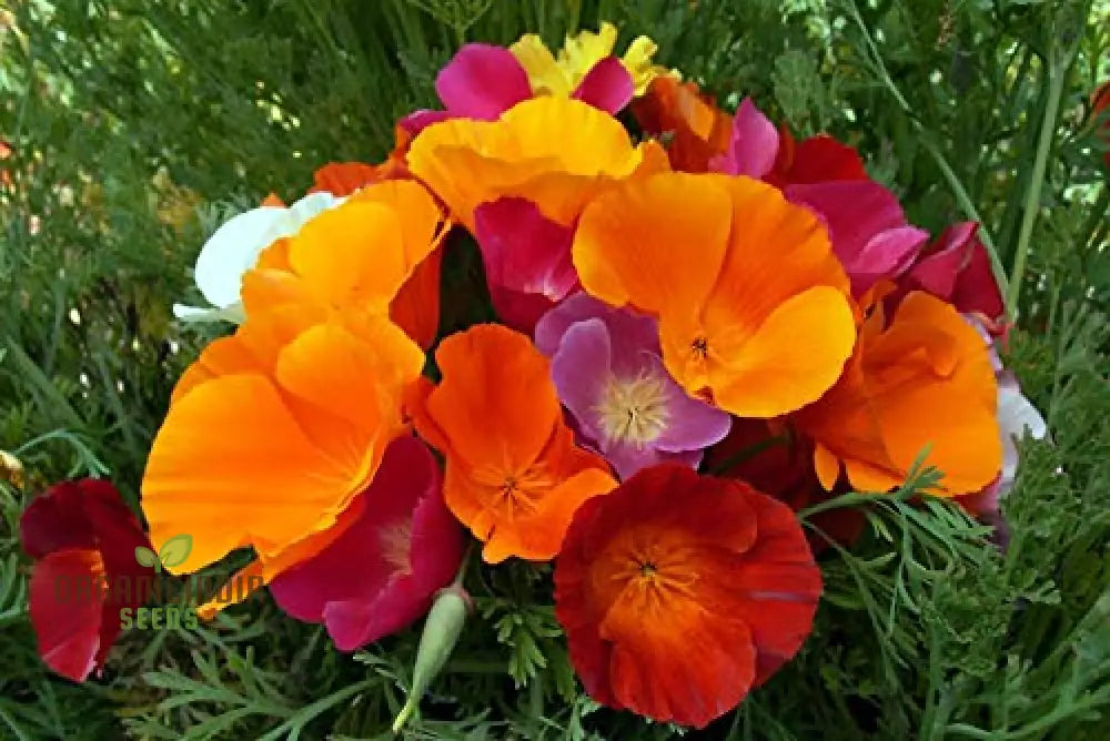 California Poppy Mix Flower Seeds For Planting Diverse Blend For Vibrant Garden Displays