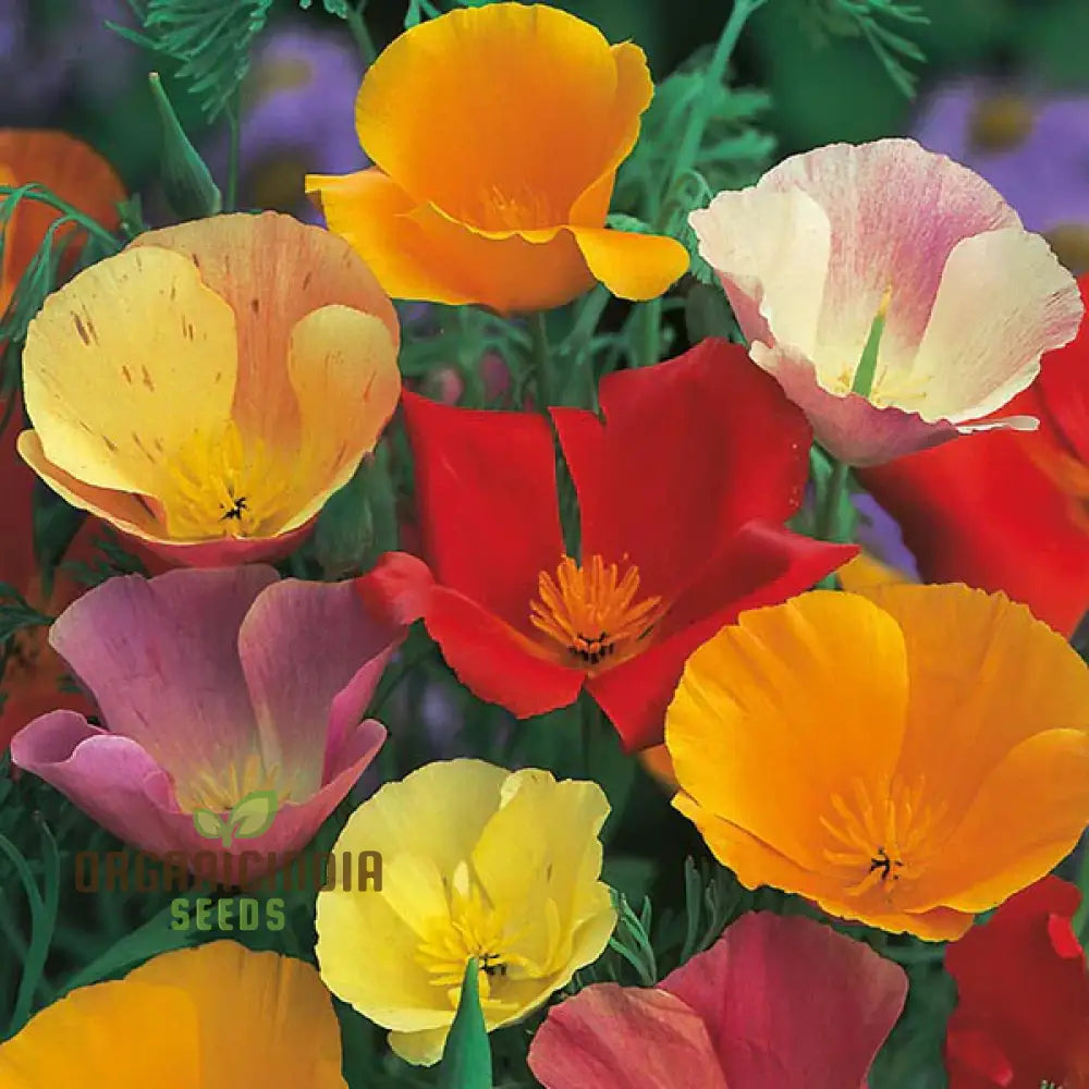 California Poppy Mix Flower Seeds For Planting Diverse Blend For Vibrant Garden Displays