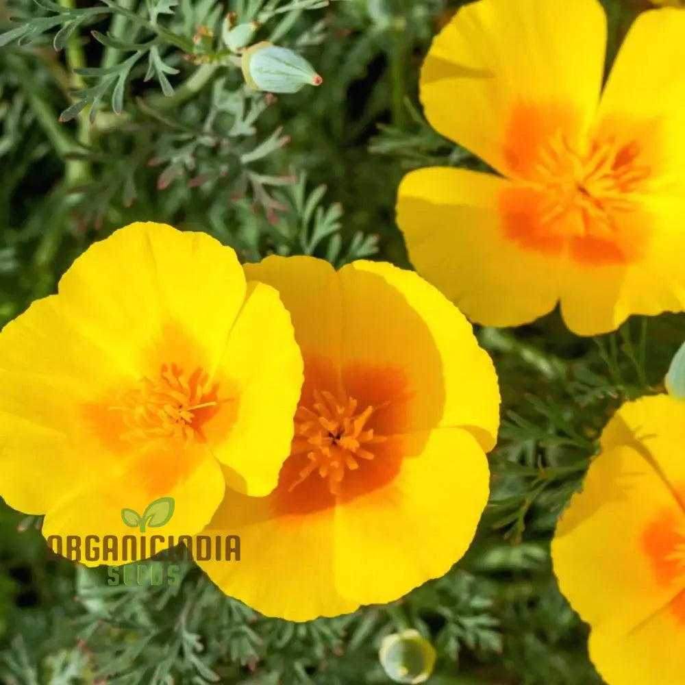 California Poppy Yellow Flower Seeds For Planting Grow Bright Poppies For Your Garden