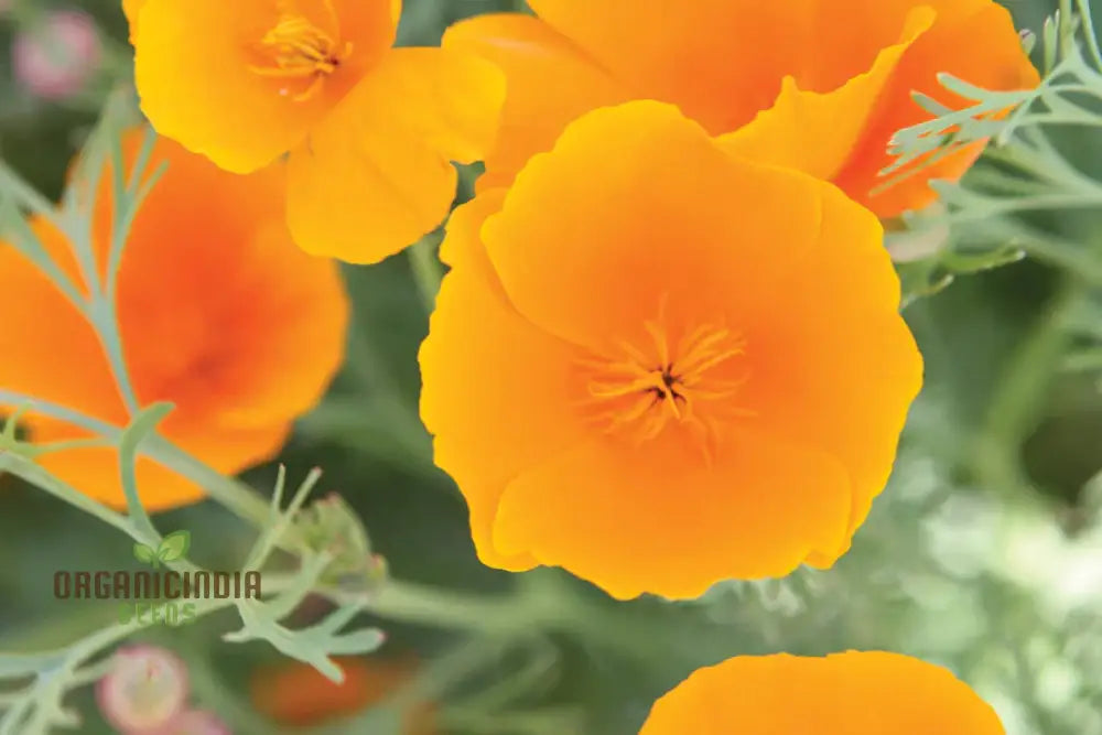 California Poppy Yellow Flower Seeds For Planting Grow Bright Poppies For Your Garden