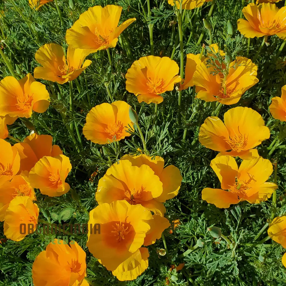 California Poppy Yellow Flower Seeds For Planting Grow Bright Poppies For Your Garden