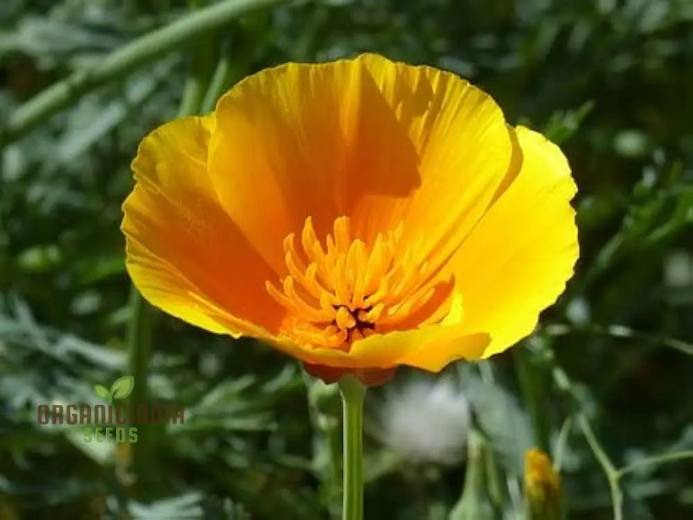 California Poppy Yellow Flower Seeds For Planting Grow Bright Poppies For Your Garden