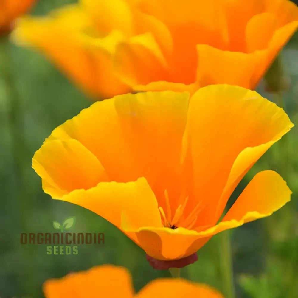 Californian Poppy - Golden West Seeds For Planting And Gardening