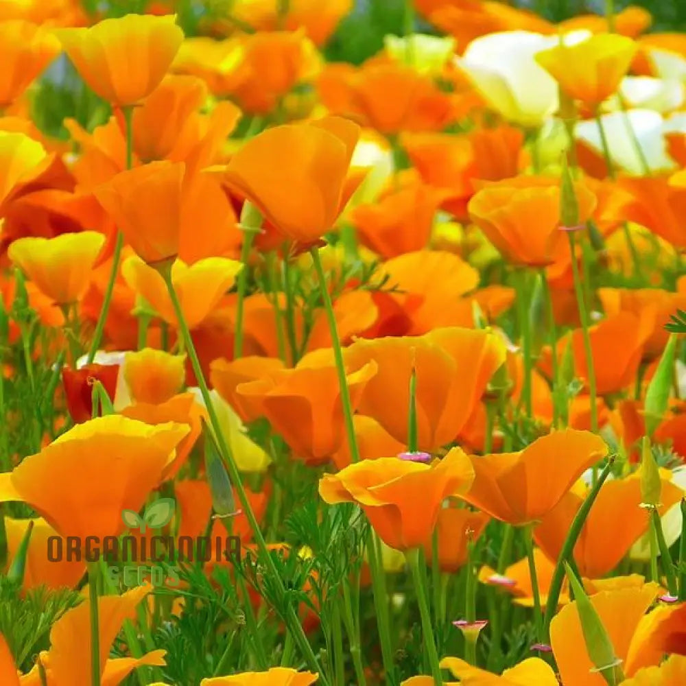 Californian Poppy - Golden West Seeds For Planting And Gardening